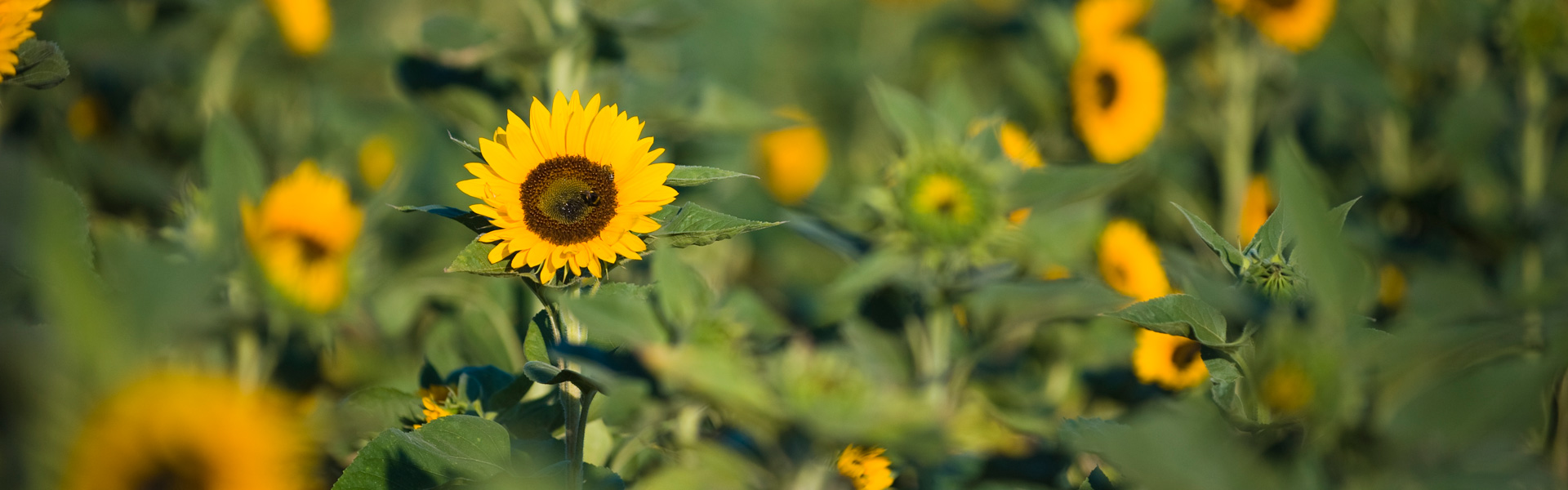 Header Pörnbach 009